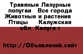 Травяные Лазурные попугаи - Все города Животные и растения » Птицы   . Калужская обл.,Калуга г.